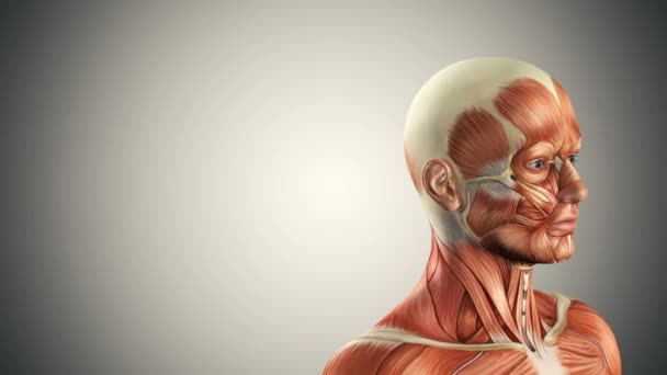 3d animated male body anatomy — Stock Video