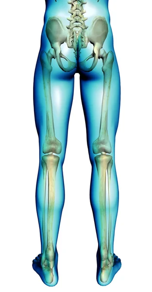 3 d 医療男性の骨格 — ストック写真