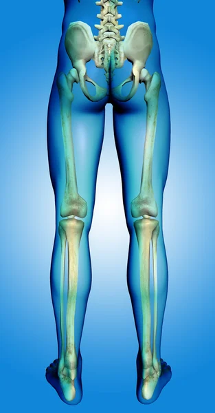 3D medicinska manliga skelettet — Stockfoto