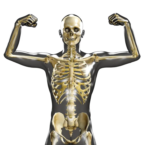 3d medical male skeleton — Stock Photo, Image