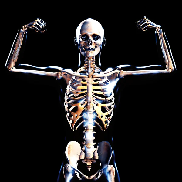 3D medicinska manliga skelettet — Stockfoto