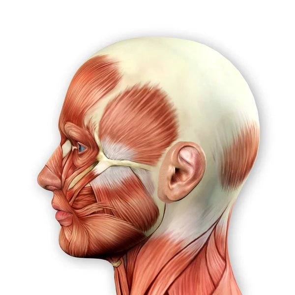 Anatomia mięśni twarzy męskiej — Zdjęcie stockowe