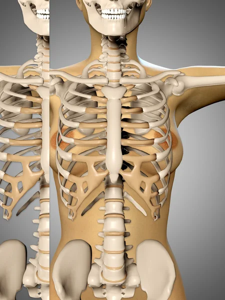 3D göra en kvinna kropp och skelett visar närbild på tors — Stockfoto