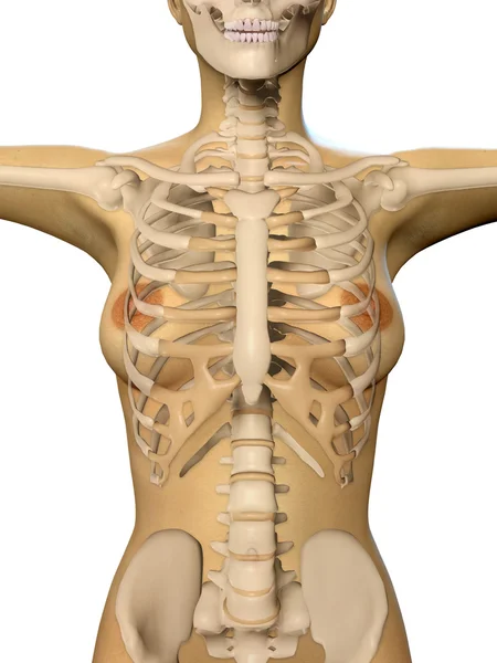 3D рендеринг женского тела и скелета с крупным планом — стоковое фото
