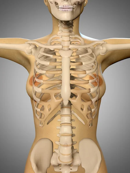 3d representación de un cuerpo de mujer y esqueleto mostrando primer plano de tors — Foto de Stock