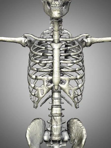 3D renderizado de un esqueleto médico que muestra el primer plano del torso — Foto de Stock