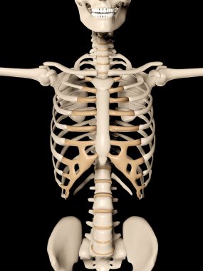 tıbbi bir iskelet gövde yakın gösterilen 3D render