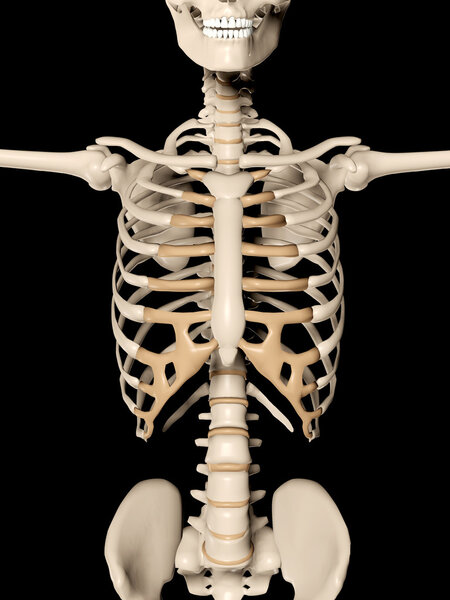3d render of a medical skeleton  showing close up of torso