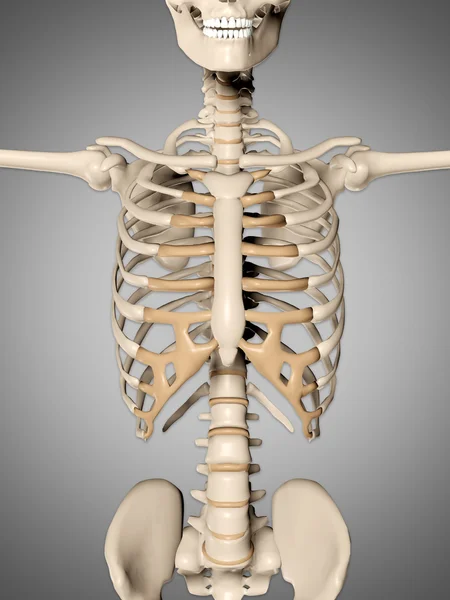 3d renderização de um esqueleto médico mostrando de perto de torso — Fotografia de Stock