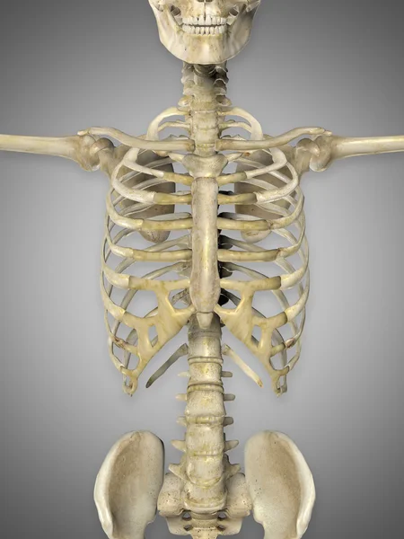 3D καθιστούν έναν ιατρικό σκελετό δείχνει κοντινό πλάνο του κορμού — Φωτογραφία Αρχείου