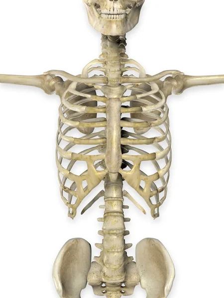 3D render mutatja közelről a törzs orvosi csontváz — Stock Fotó