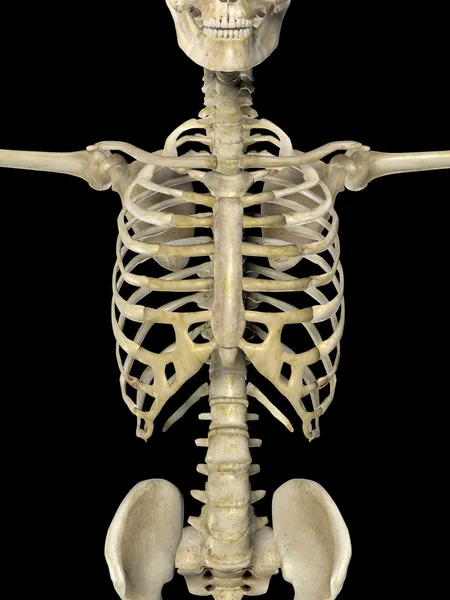 3D-Darstellung eines medizinischen Skeletts mit Nahaufnahme des Torsos — Stockfoto