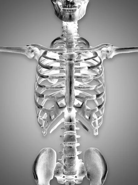 3D візуалізація медичного скелета, що показує крупним планом тулуб — стокове фото