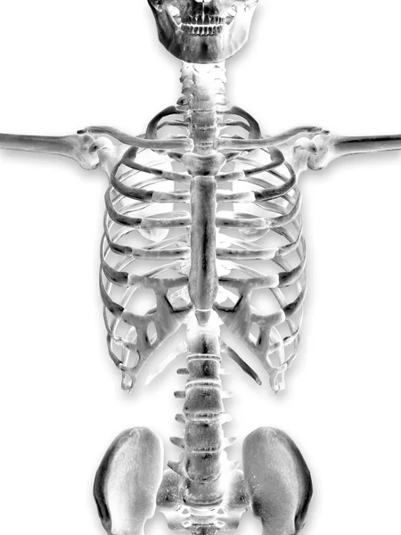 3D renderizado de un esqueleto médico que muestra el primer plano del torso — Foto de Stock