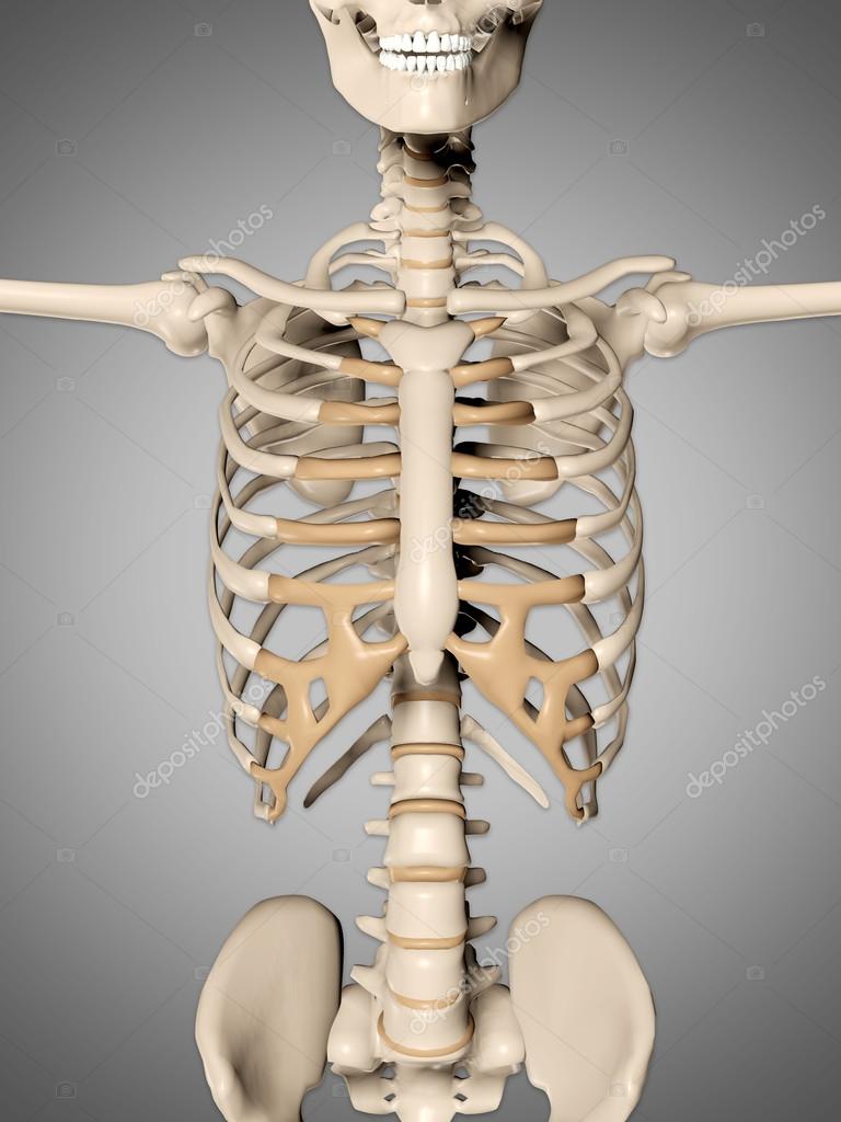 3d render of a medical skeleton showing close up of torso — Stock Photo ...