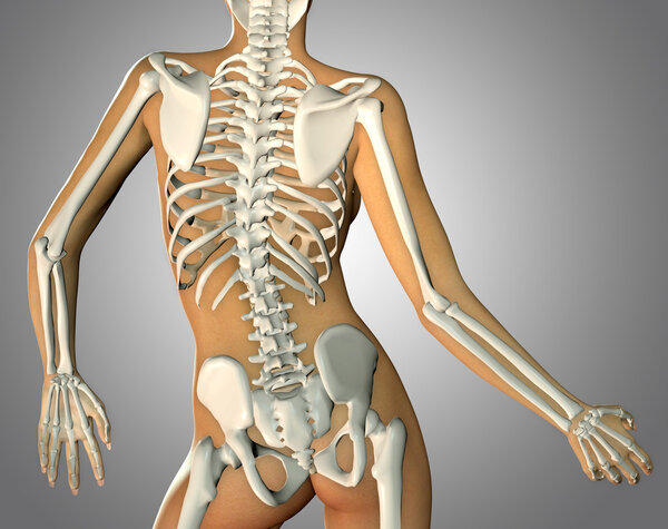 3d render of a back woman body and skeleton showing close up 