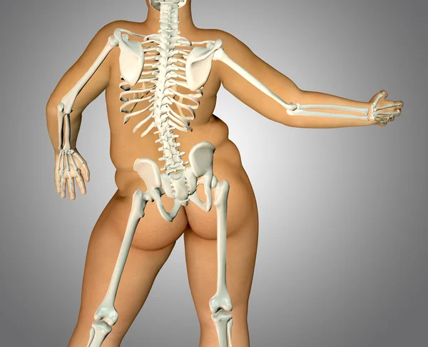 3d grasa espalda cuerpo anatomía con esqueleto —  Fotos de Stock