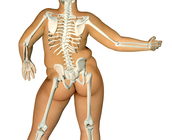 3d fat back body anatomy with skeleton
