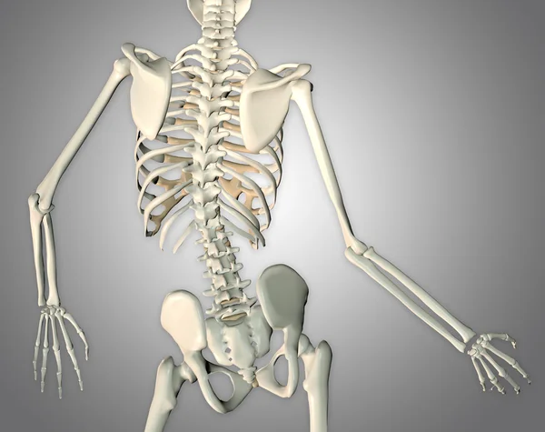 3d renderização de um esqueleto médico mostrando de perto de volta torso — Fotografia de Stock