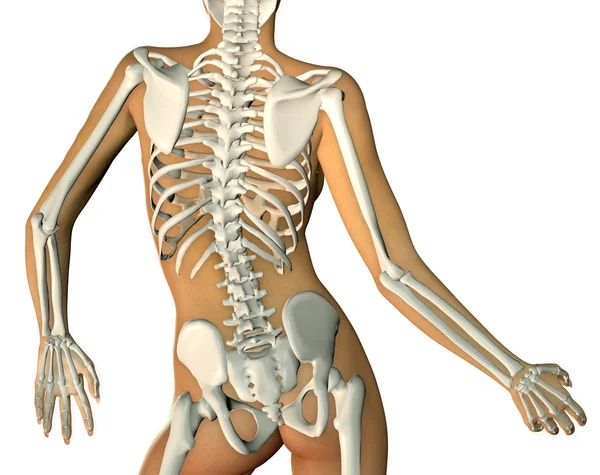 3D göra en tillbaka kvinnan kropp och skelett visar på nära håll av — Stockfoto