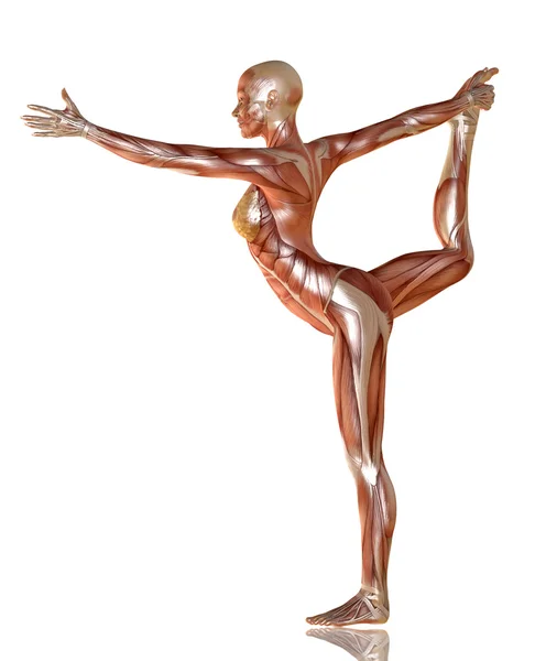 3D рендеринг женского тела с анатомией мышц, занимающихся йогой — стоковое фото