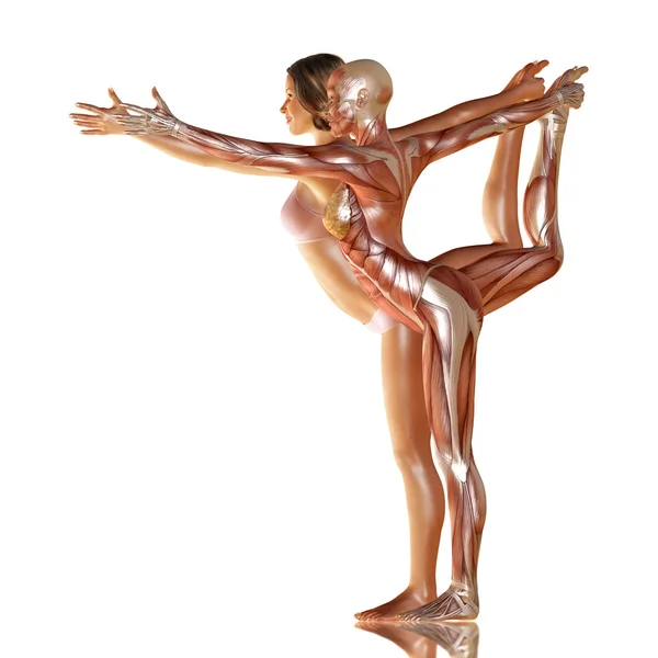 筋肉解剖学ヨガと女性の体の 3 d レンダリング — ストック写真