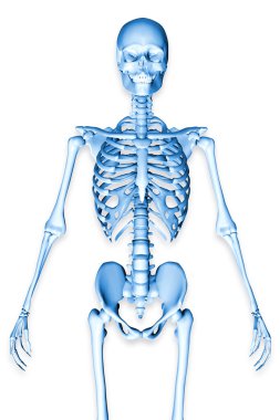 bir erkek iskelet gösteren gövde 3D render çizimi