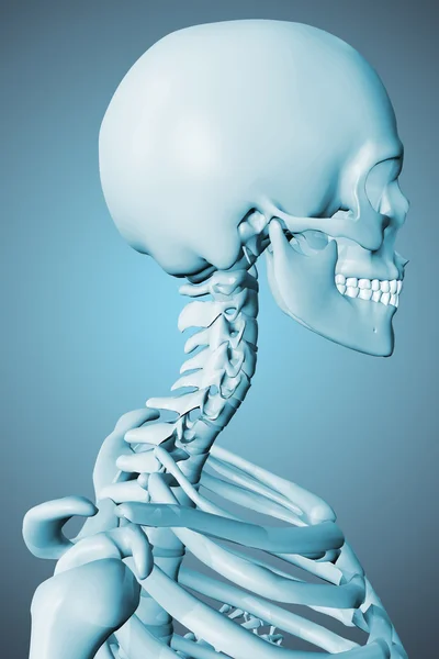 3D renderad bild av manliga skelettet — Stockfoto