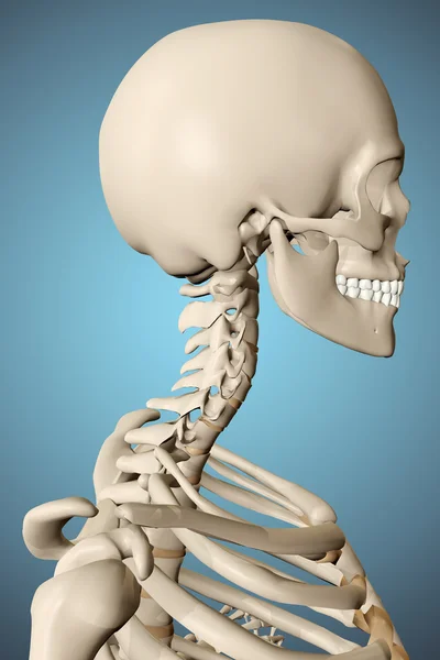 男性骨架的 3d 呈现的插图 — 图库照片
