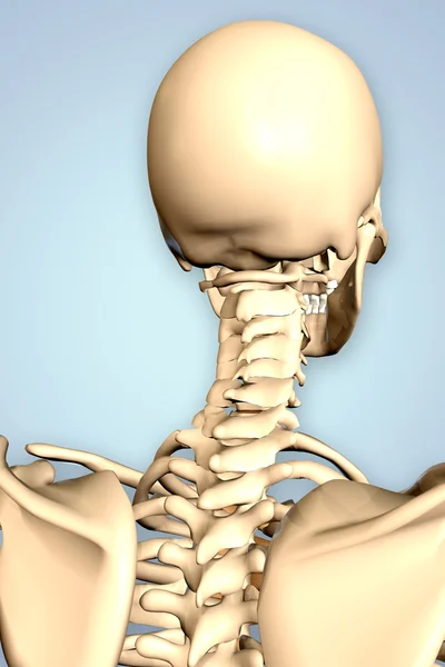 男性骨架的 3d 呈现的插图 — 图库照片