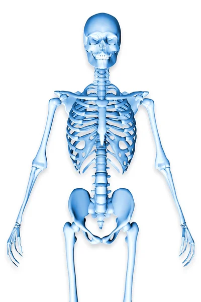 3D-рендеринг иллюстрации мужского скелета с изображением туловища — стоковое фото