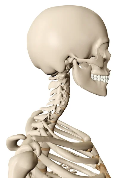3d ilustración representada del esqueleto masculino — Foto de Stock