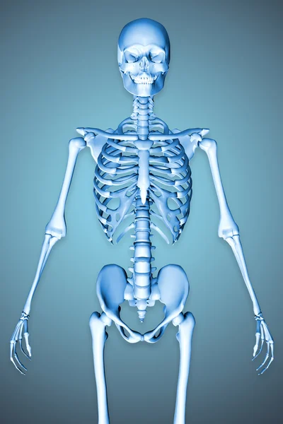 男性の骨格示す胴の 3 d レンダリングされた図 — ストック写真
