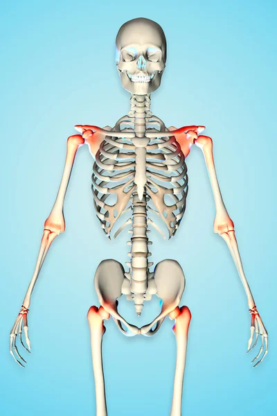 3D utsmält illustration av en manliga skelett visar torso — Stockfoto