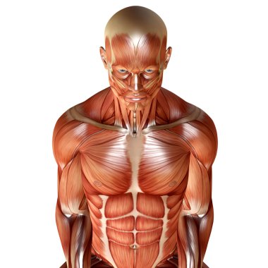 3D render erkek kas anatomisi