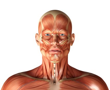 tıbbi bir figür fr gösterilen fashial ifade ile 3D render