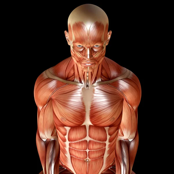 3D рендеринг мужской мышечной анатомии — стоковое фото