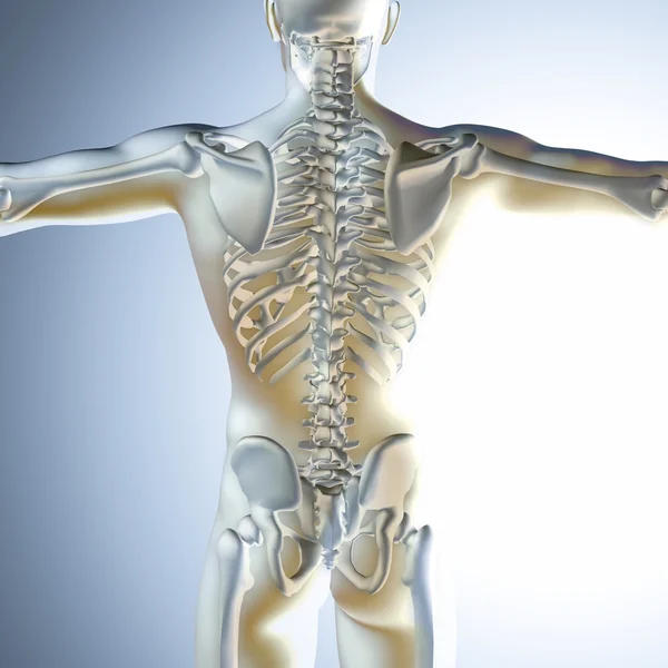 3D medicinsk manlig figur med skelett — Stockfoto