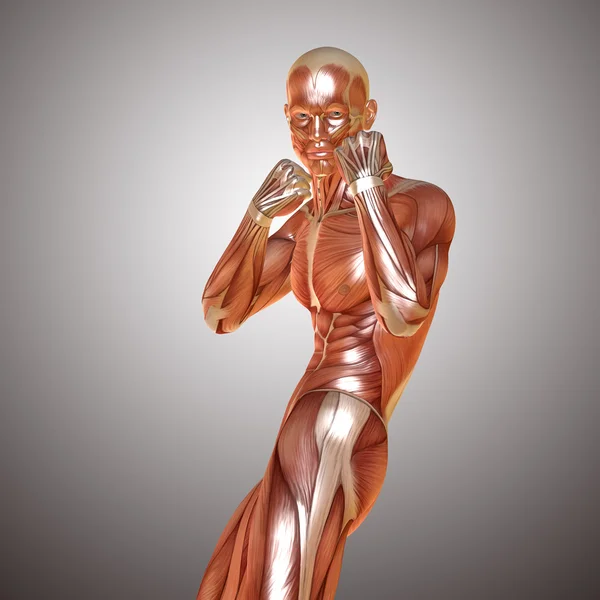3d renderização de uma anatomia muscular masculina em pose de defesa — Fotografia de Stock