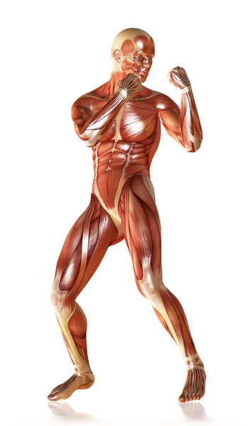 3d renderização de uma anatomia muscular masculina em pose de defesa — Fotografia de Stock