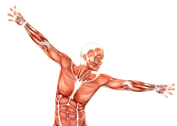 3D рендеринг медицинской мужской фигуры, показывающий похищение плеча — стоковое фото