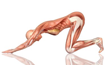 yoga poz 3D tıbbi şekil
