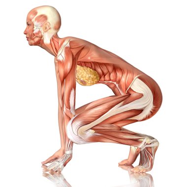 yoga poz 3D tıbbi şekil