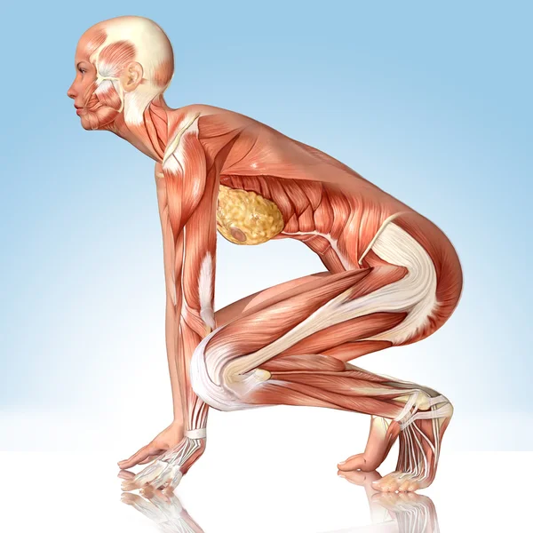 Figura médica femenina 3D en pose de yoga — Foto de Stock