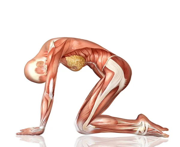Figura medica femminile 3D in posa yoga — Foto Stock