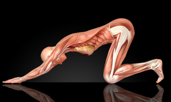 3D женщина медицинская фигура в позе йоги
