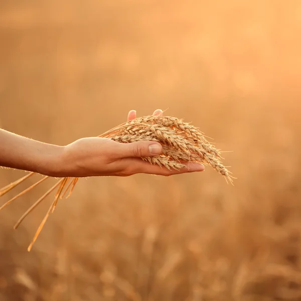 Woman's hand hold wheat ears at sunset. Shallow depth of field. Royalty Free Stock Images