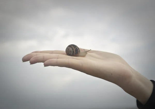 Caracol — Fotografia de Stock