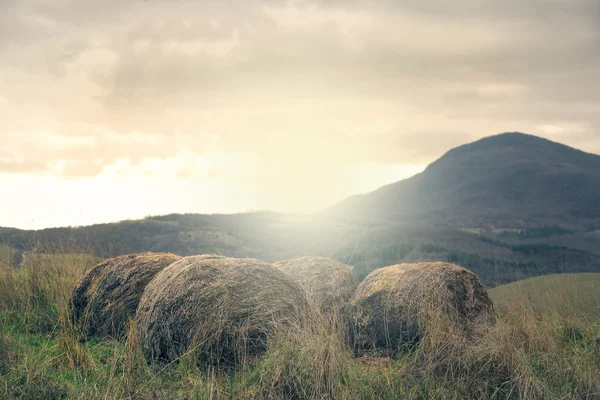 Hays — Stock Photo, Image