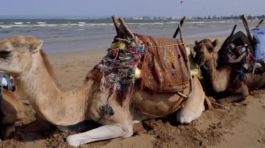 Dromedaries (develer) çiğneyerek, Fas 'ın Essaouira plajında turistleri bekliyor. Düşük açı görünümü, döndürme.